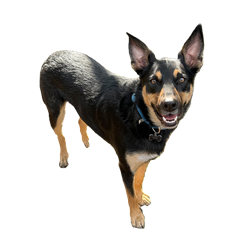 ROO